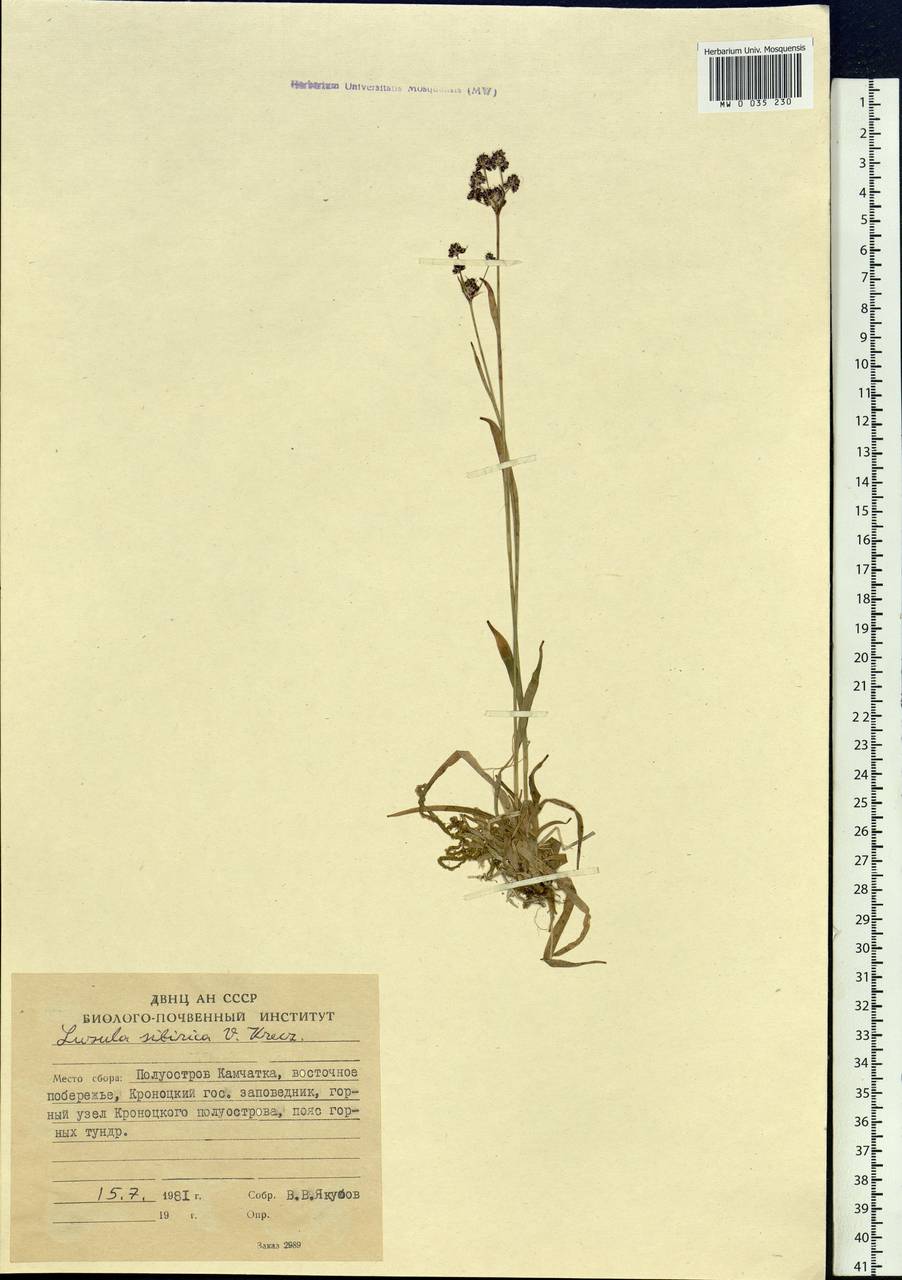Luzula multiflora subsp. sibirica V.I.Krecz., Siberia, Chukotka & Kamchatka (S7) (Russia)