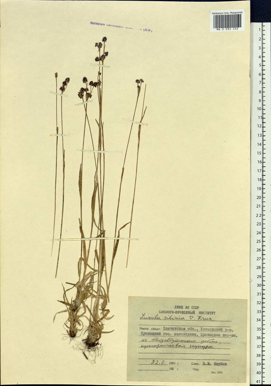 Luzula multiflora subsp. sibirica V.I.Krecz., Siberia, Chukotka & Kamchatka (S7) (Russia)