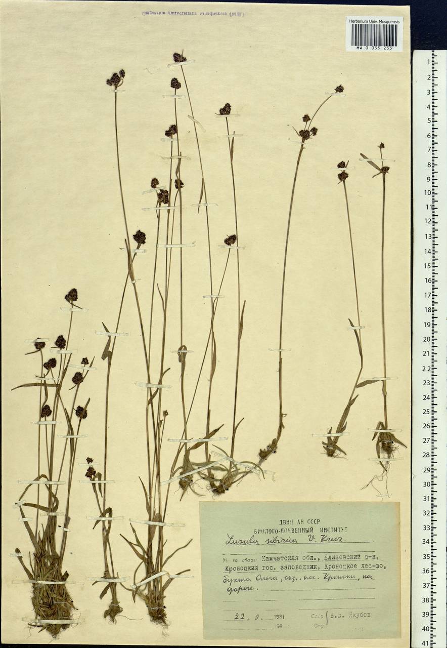 Luzula multiflora subsp. sibirica V.I.Krecz., Siberia, Chukotka & Kamchatka (S7) (Russia)