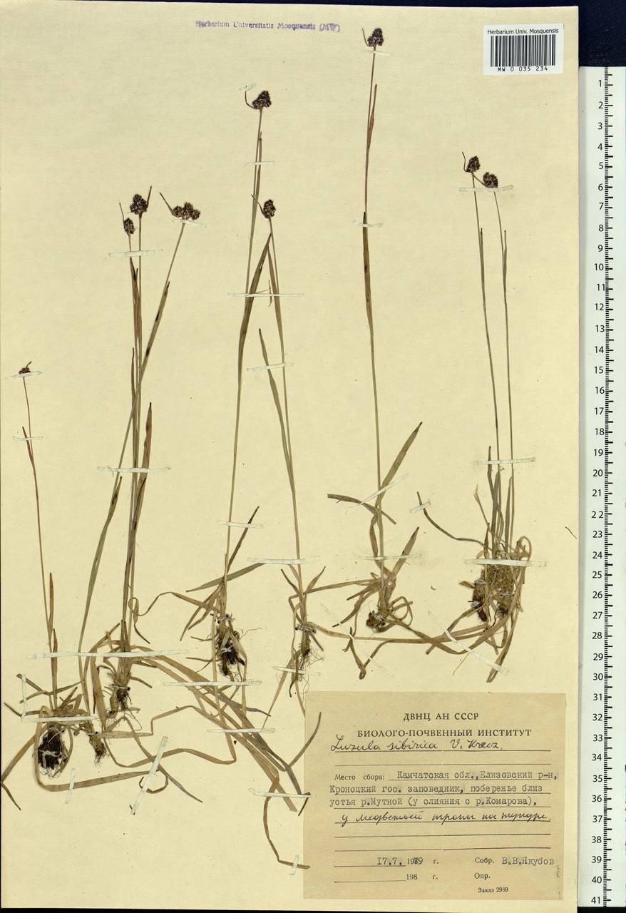 Luzula multiflora subsp. sibirica V.I.Krecz., Siberia, Chukotka & Kamchatka (S7) (Russia)