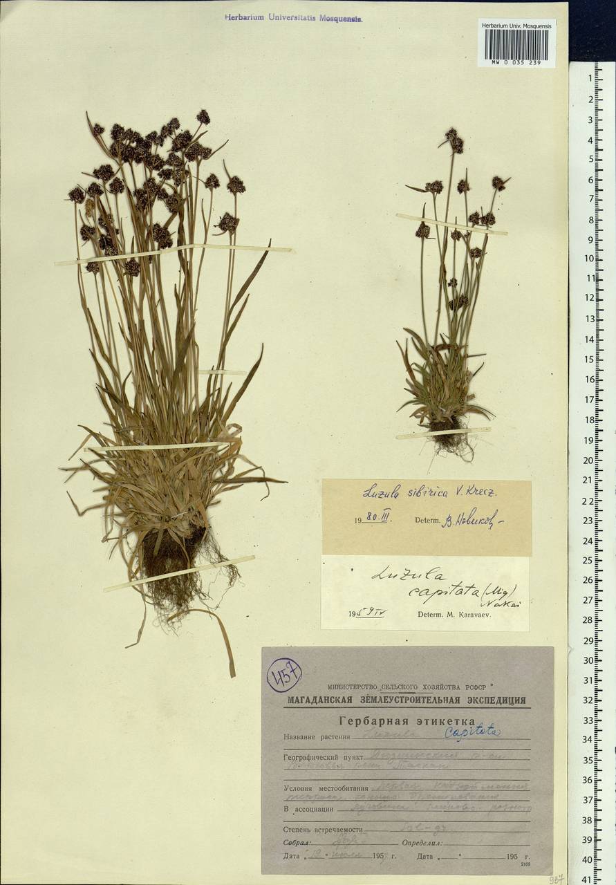 Luzula multiflora subsp. sibirica V.I.Krecz., Siberia, Chukotka & Kamchatka (S7) (Russia)