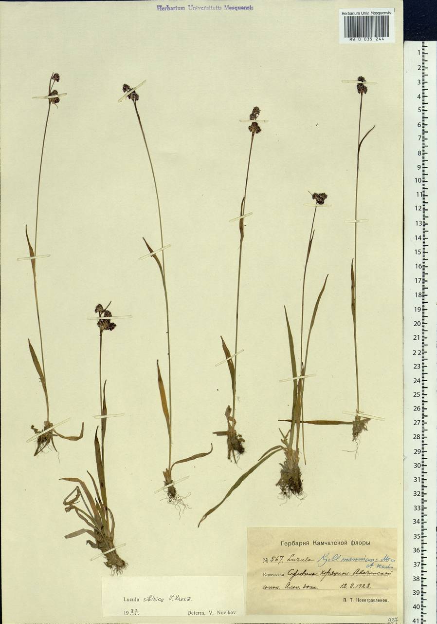 Luzula multiflora subsp. sibirica V.I.Krecz., Siberia, Chukotka & Kamchatka (S7) (Russia)