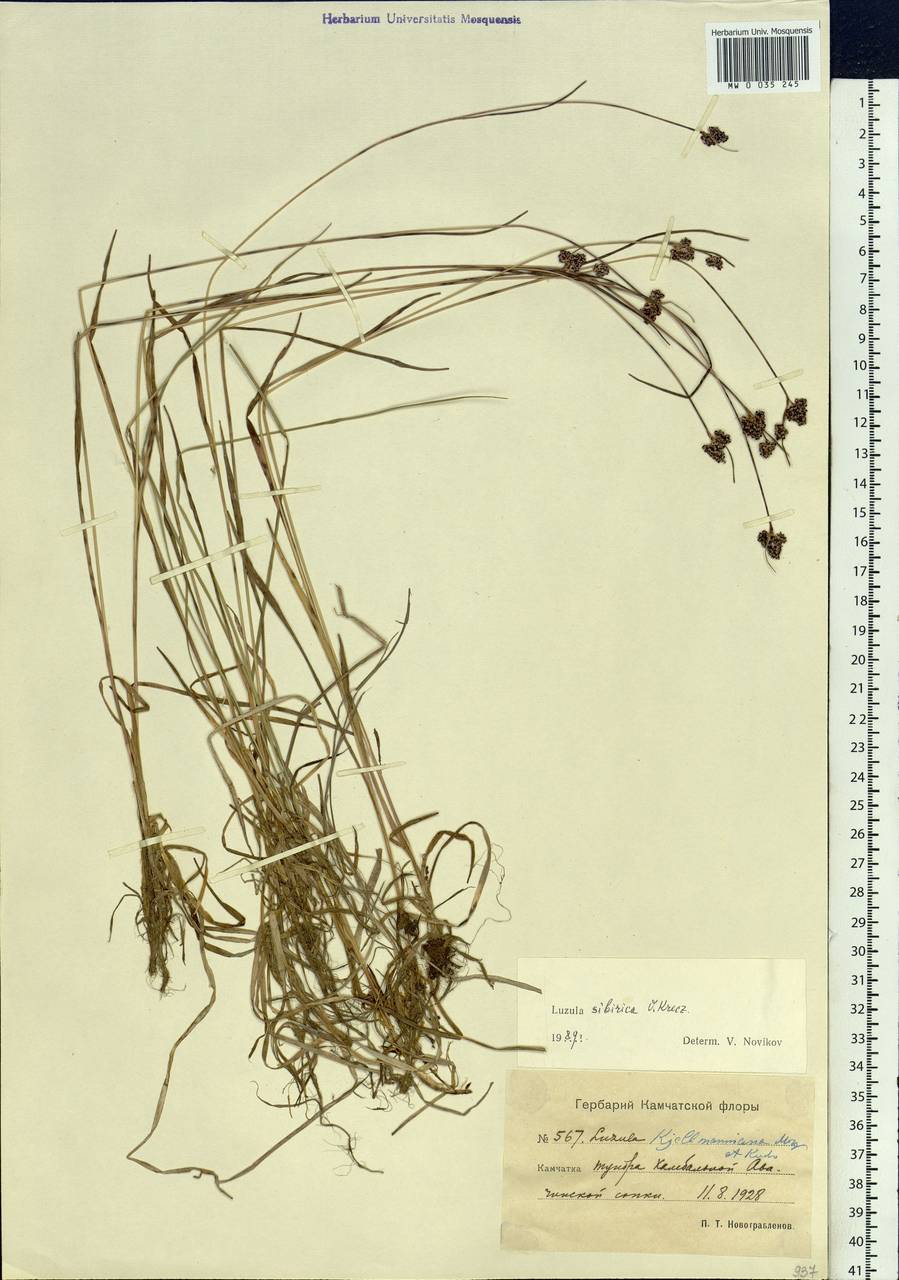 Luzula multiflora subsp. sibirica V.I.Krecz., Siberia, Chukotka & Kamchatka (S7) (Russia)