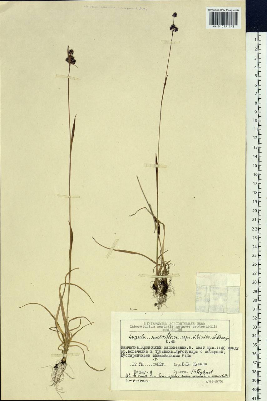 Luzula multiflora subsp. sibirica V.I.Krecz., Siberia, Chukotka & Kamchatka (S7) (Russia)