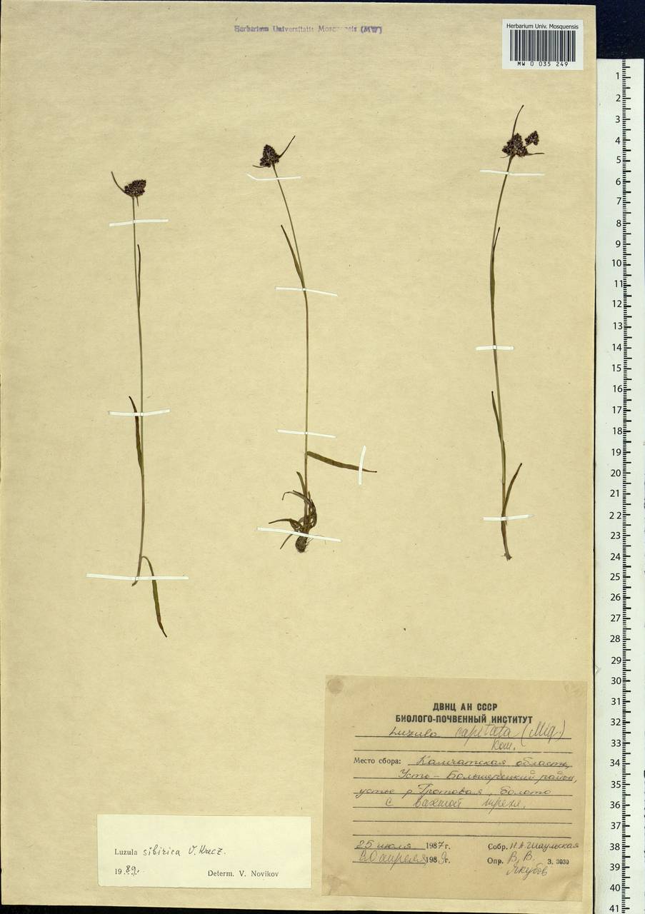 Luzula multiflora subsp. sibirica V.I.Krecz., Siberia, Chukotka & Kamchatka (S7) (Russia)