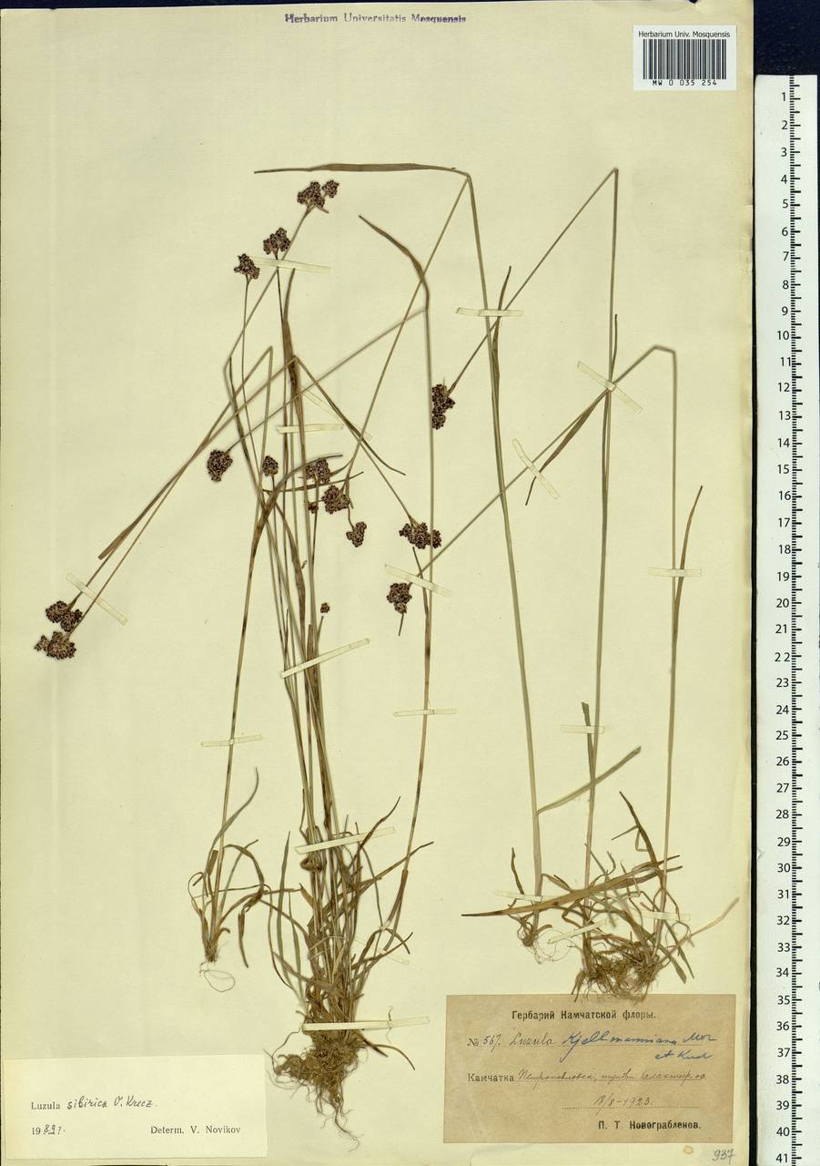 Luzula multiflora subsp. sibirica V.I.Krecz., Siberia, Chukotka & Kamchatka (S7) (Russia)