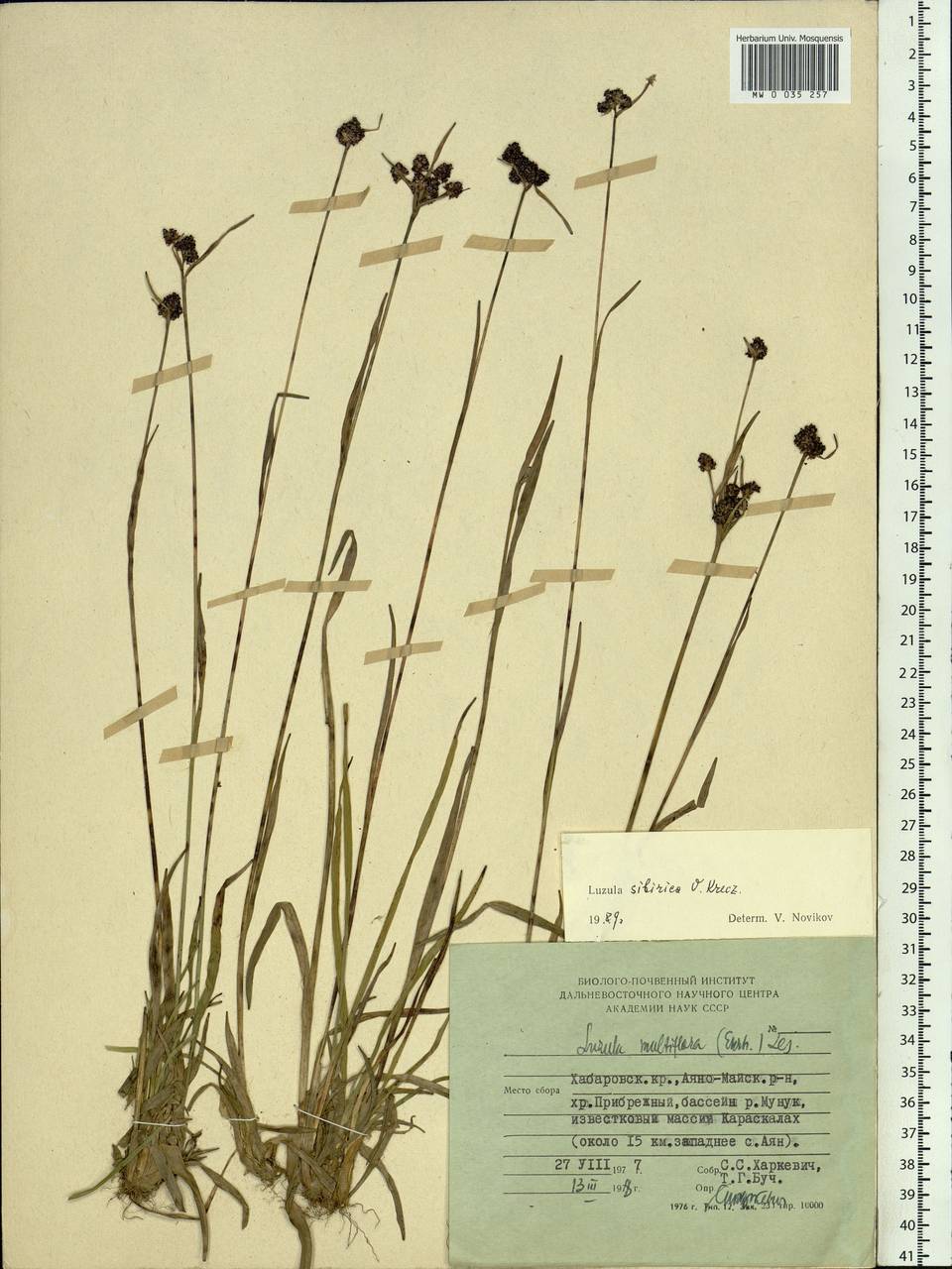 Luzula multiflora subsp. sibirica V. I. Krecz., Siberia, Russian Far East (S6) (Russia)