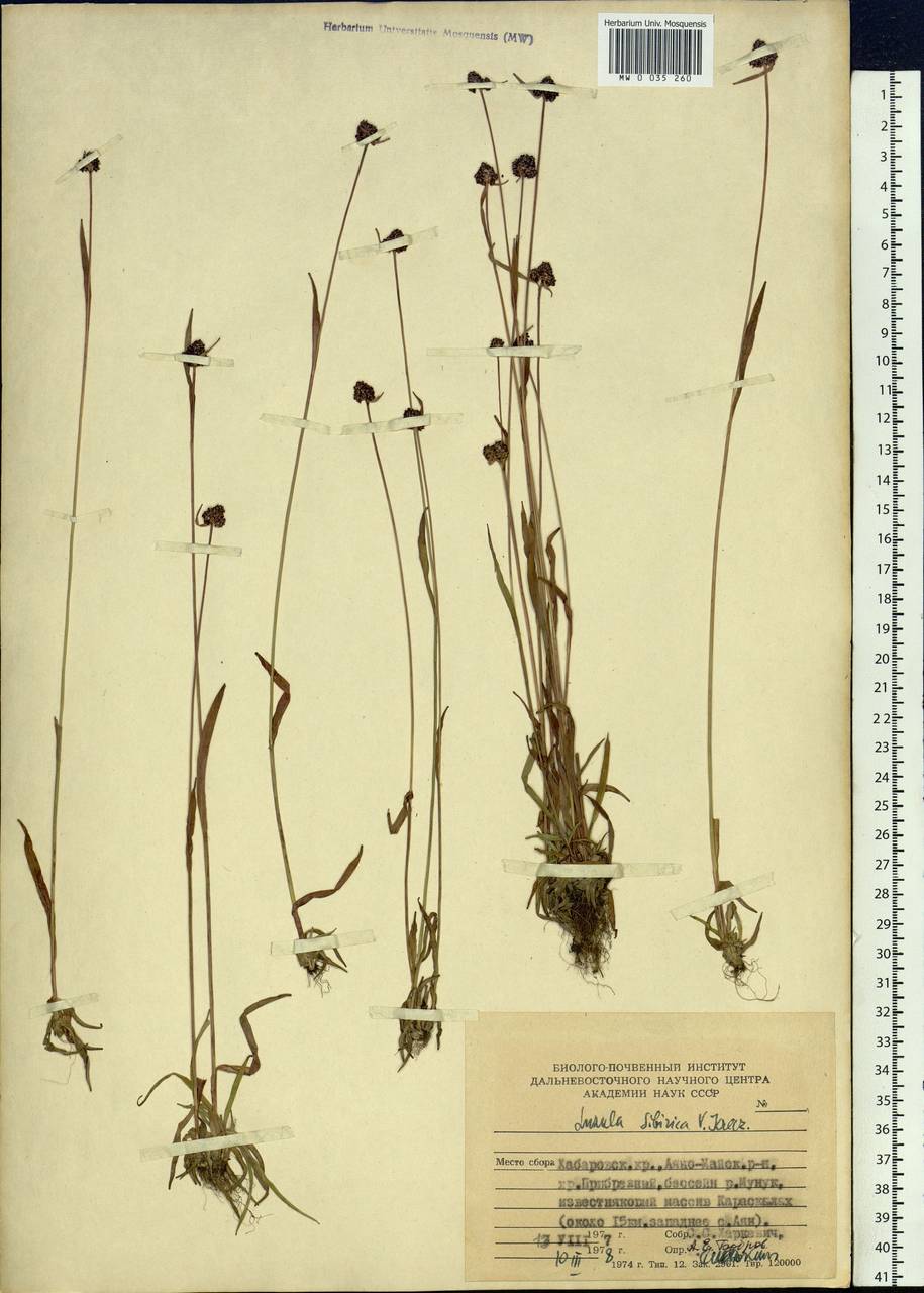 Luzula multiflora subsp. sibirica V. I. Krecz., Siberia, Russian Far East (S6) (Russia)