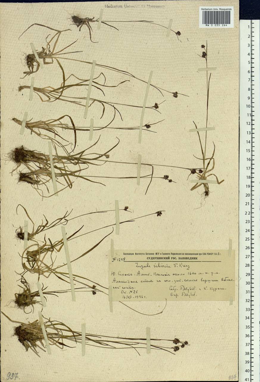 Luzula multiflora subsp. sibirica V.I.Krecz., Siberia, Russian Far East (S6) (Russia)