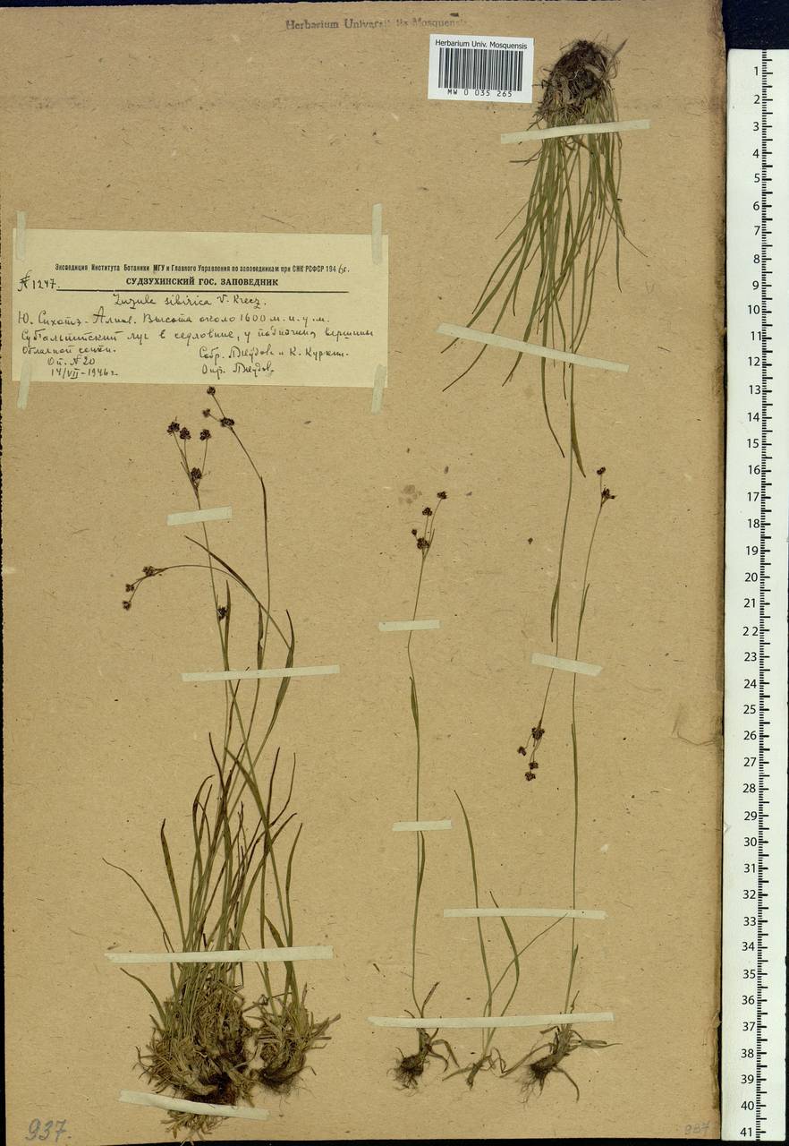 Luzula multiflora subsp. sibirica V.I.Krecz., Siberia, Russian Far East (S6) (Russia)