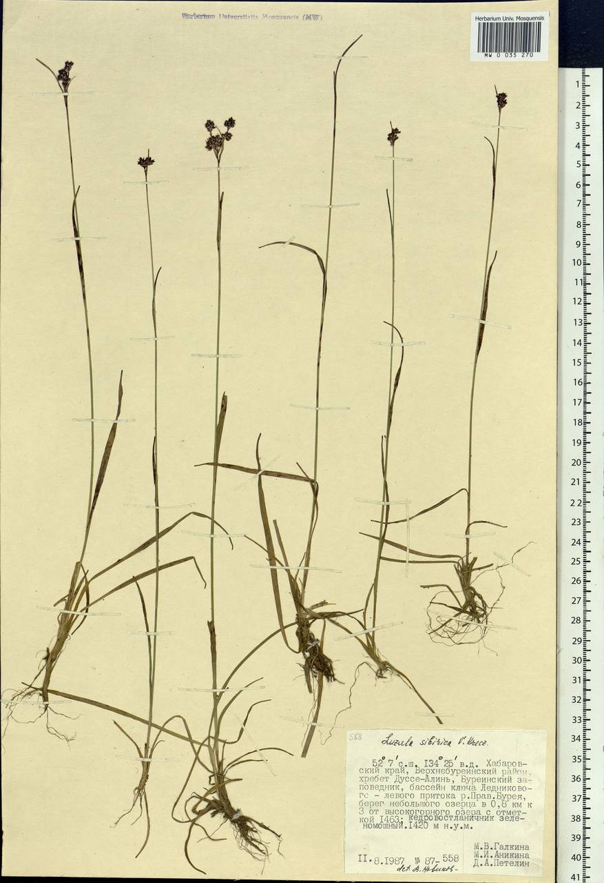 Luzula multiflora subsp. sibirica V.I.Krecz., Siberia, Russian Far East (S6) (Russia)