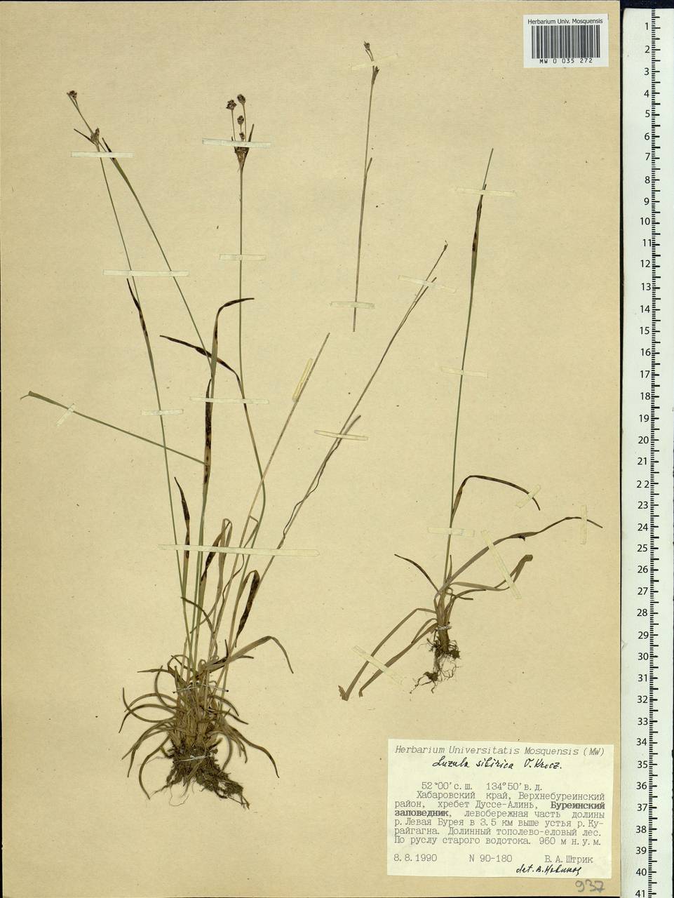 Luzula multiflora subsp. sibirica V.I.Krecz., Siberia, Russian Far East (S6) (Russia)