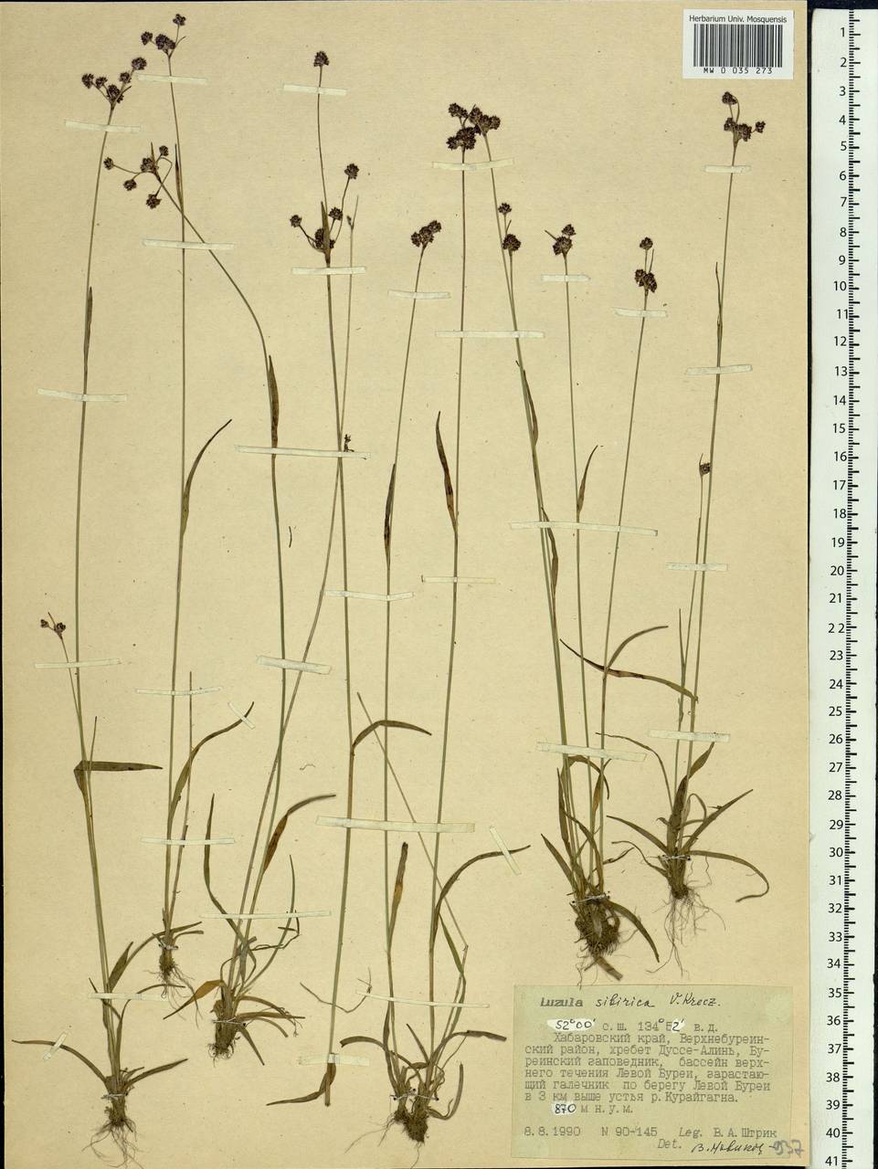 Luzula multiflora subsp. sibirica V. I. Krecz., Siberia, Russian Far East (S6) (Russia)