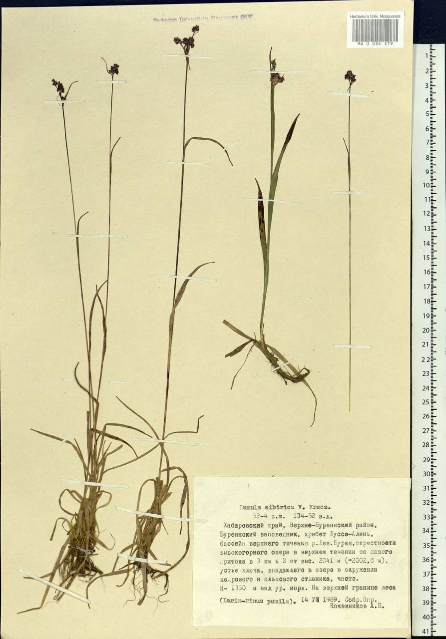 Luzula multiflora subsp. sibirica V.I.Krecz., Siberia, Russian Far East (S6) (Russia)