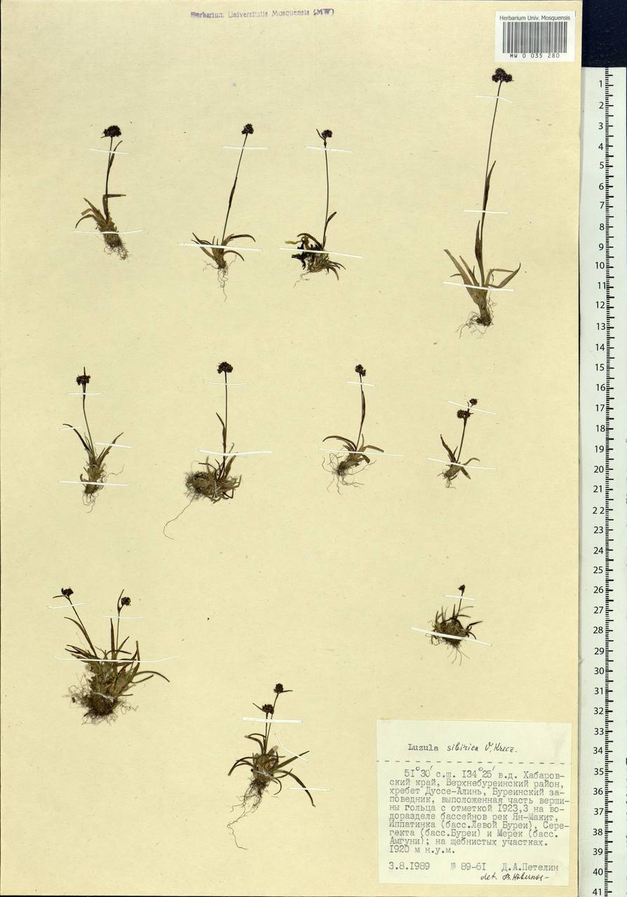 Luzula multiflora subsp. sibirica V.I.Krecz., Siberia, Russian Far East (S6) (Russia)