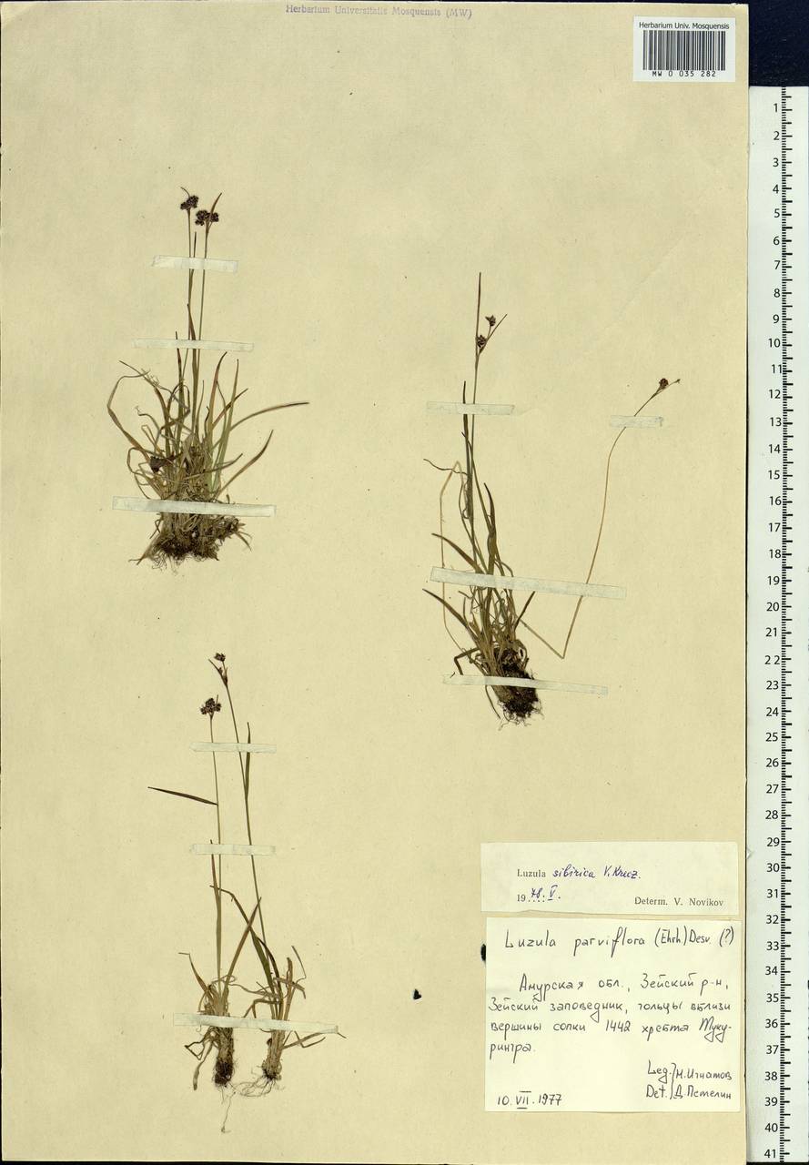 Luzula multiflora subsp. sibirica V.I.Krecz., Siberia, Russian Far East (S6) (Russia)
