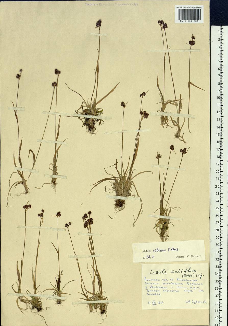 Luzula multiflora subsp. sibirica V.I.Krecz., Siberia, Russian Far East (S6) (Russia)