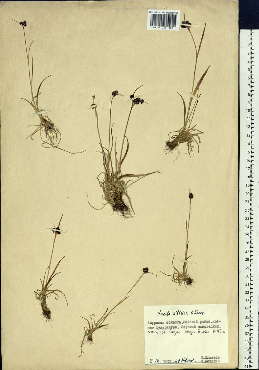 Luzula multiflora subsp. sibirica V.I.Krecz., Siberia, Russian Far East (S6) (Russia)