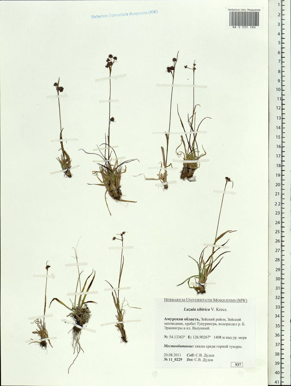 Luzula multiflora subsp. sibirica V.I.Krecz., Siberia, Russian Far East (S6) (Russia)