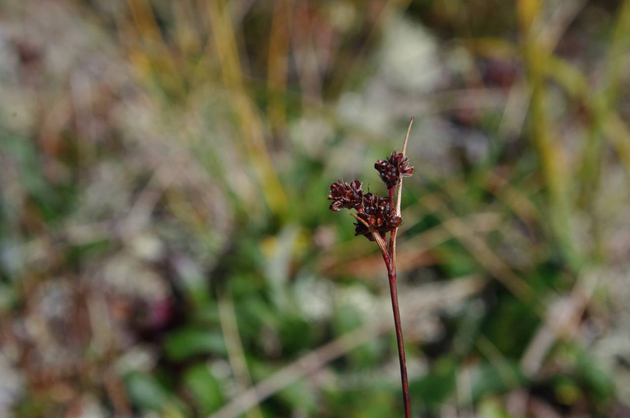 Luzula multiflora subsp. sibirica V.I.Krecz., Siberia, Russian Far East (S6) (Russia)