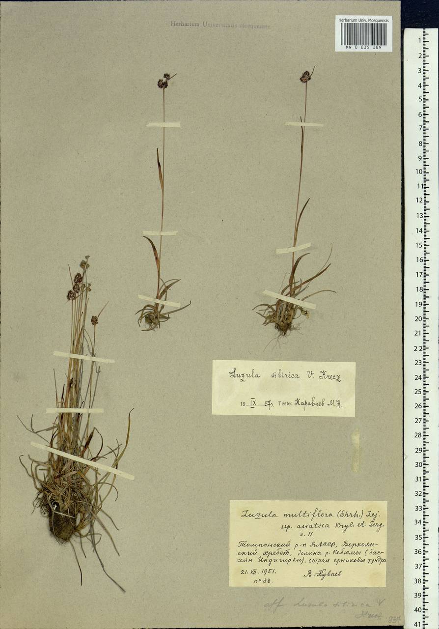Luzula multiflora subsp. sibirica V.I.Krecz., Siberia, Yakutia (S5) (Russia)