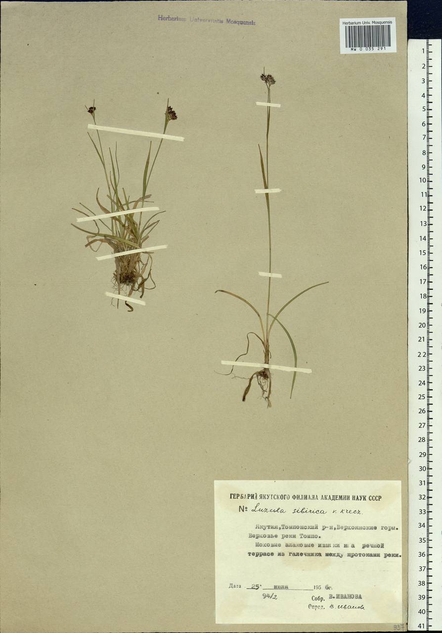 Luzula multiflora subsp. sibirica V.I.Krecz., Siberia, Yakutia (S5) (Russia)