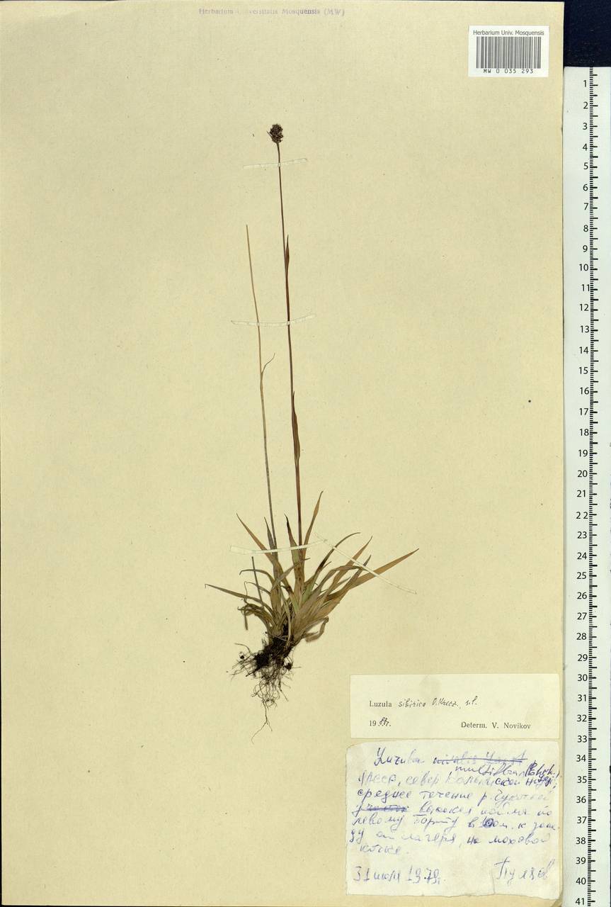 Luzula multiflora subsp. sibirica V.I.Krecz., Siberia, Yakutia (S5) (Russia)