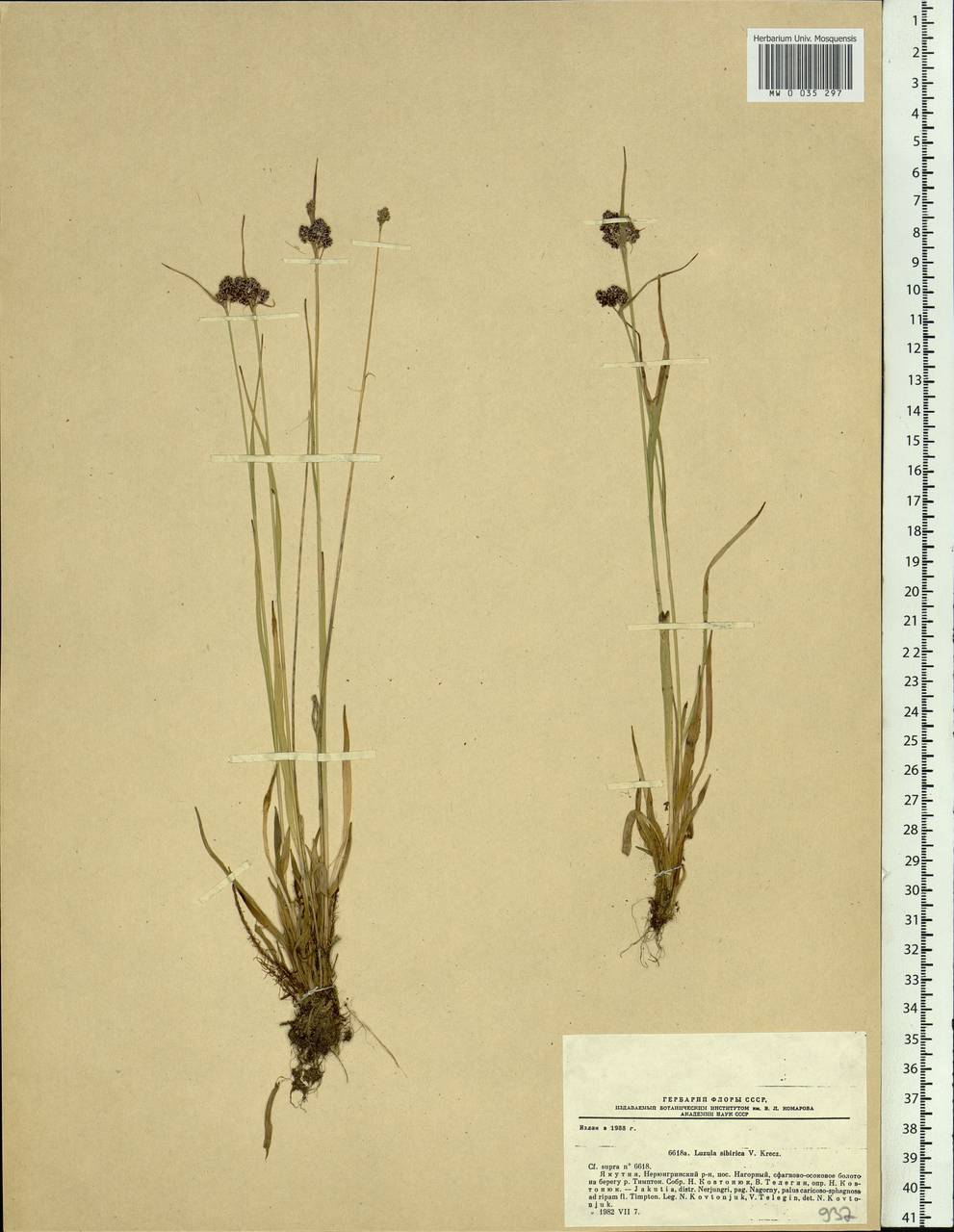 Luzula multiflora subsp. sibirica V.I.Krecz., Siberia, Yakutia (S5) (Russia)