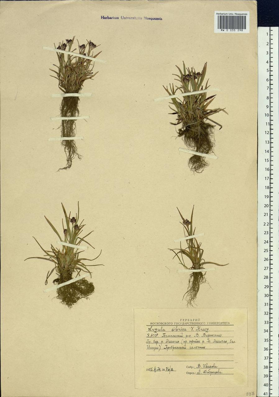 Luzula multiflora subsp. sibirica V.I.Krecz., Siberia, Yakutia (S5) (Russia)