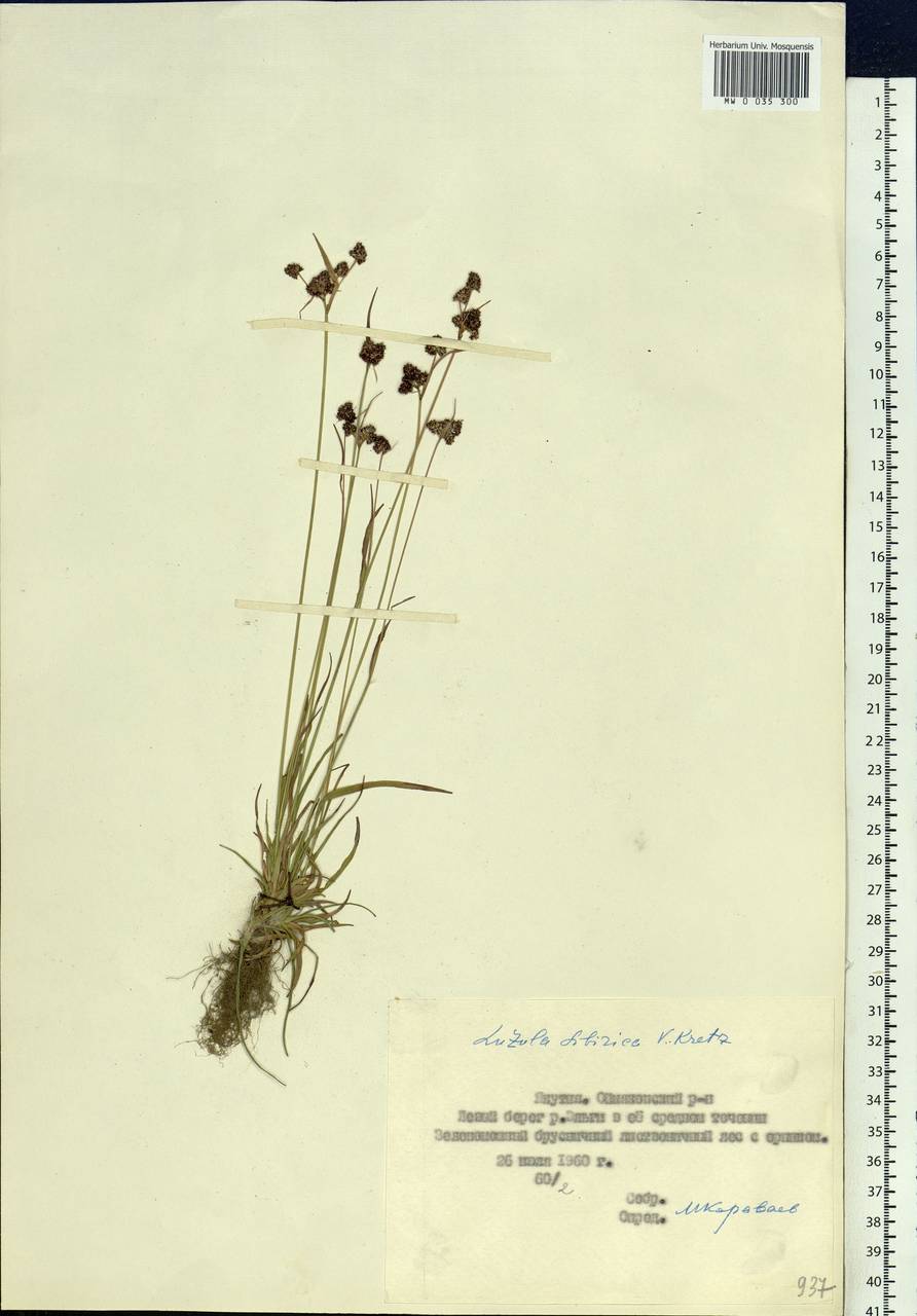 Luzula multiflora subsp. sibirica V.I.Krecz., Siberia, Yakutia (S5) (Russia)