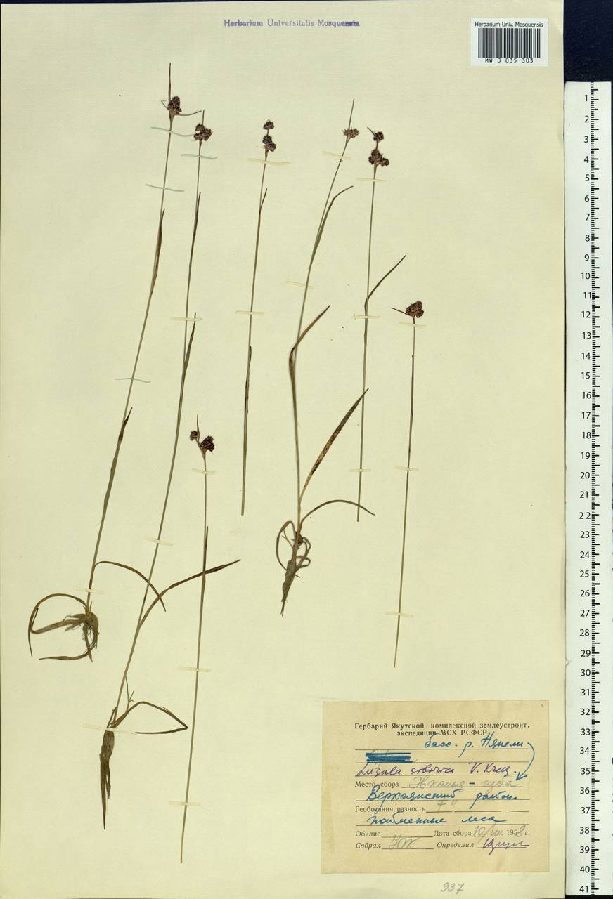 Luzula multiflora subsp. sibirica V. I. Krecz., Siberia, Yakutia (S5) (Russia)