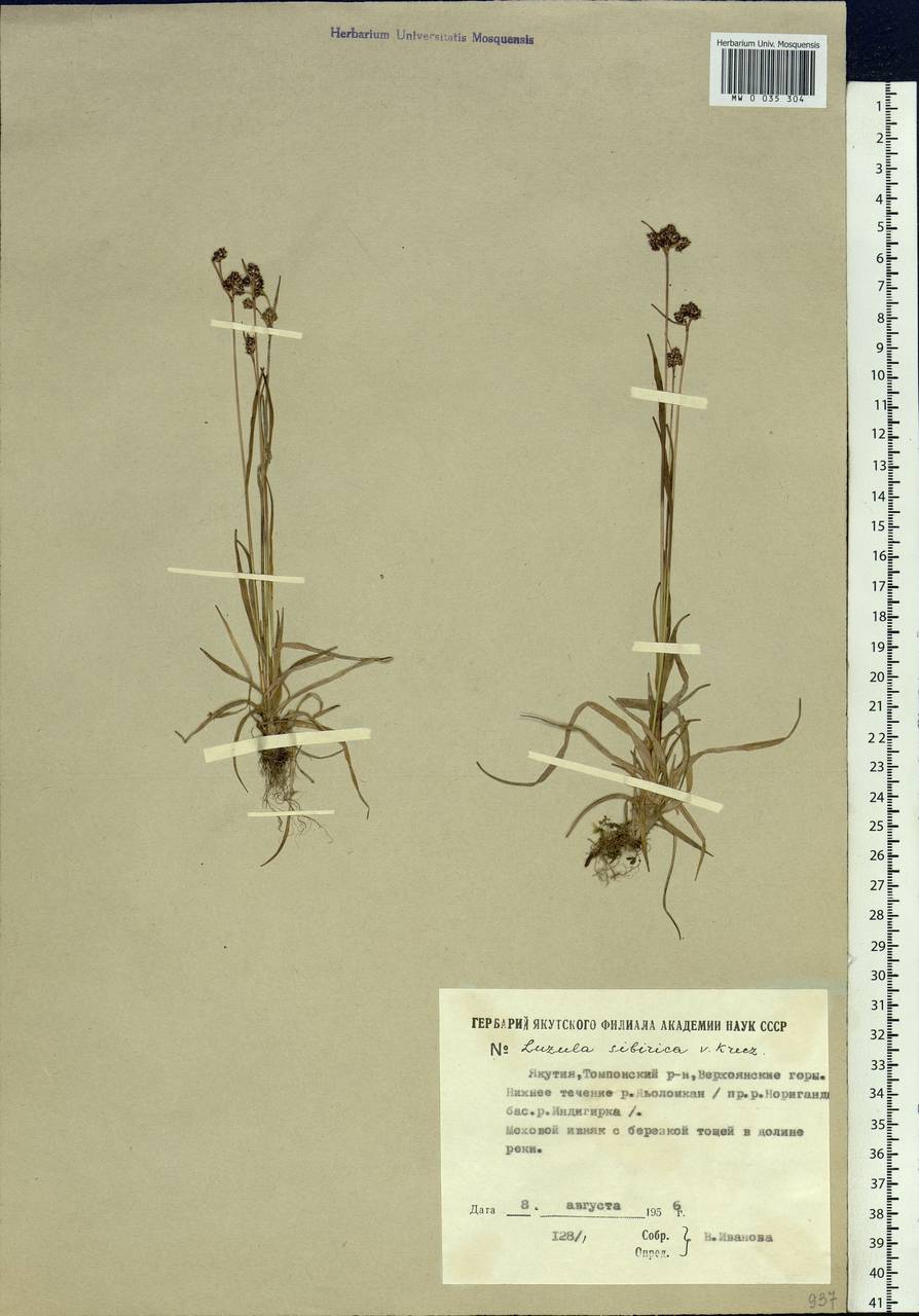 Luzula multiflora subsp. sibirica V.I.Krecz., Siberia, Yakutia (S5) (Russia)