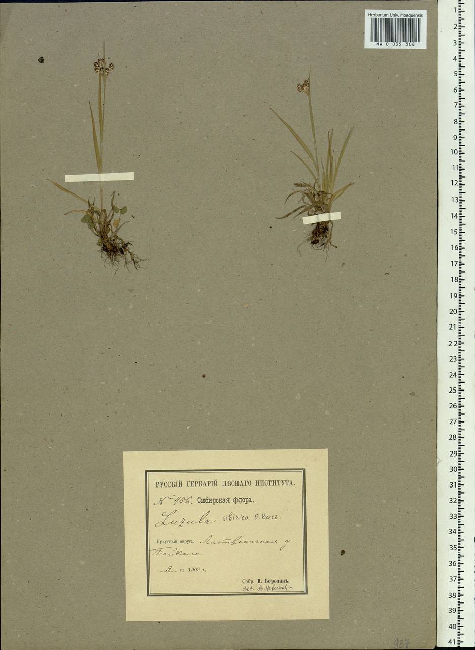 Luzula multiflora subsp. sibirica V.I.Krecz., Siberia, Baikal & Transbaikal region (S4) (Russia)