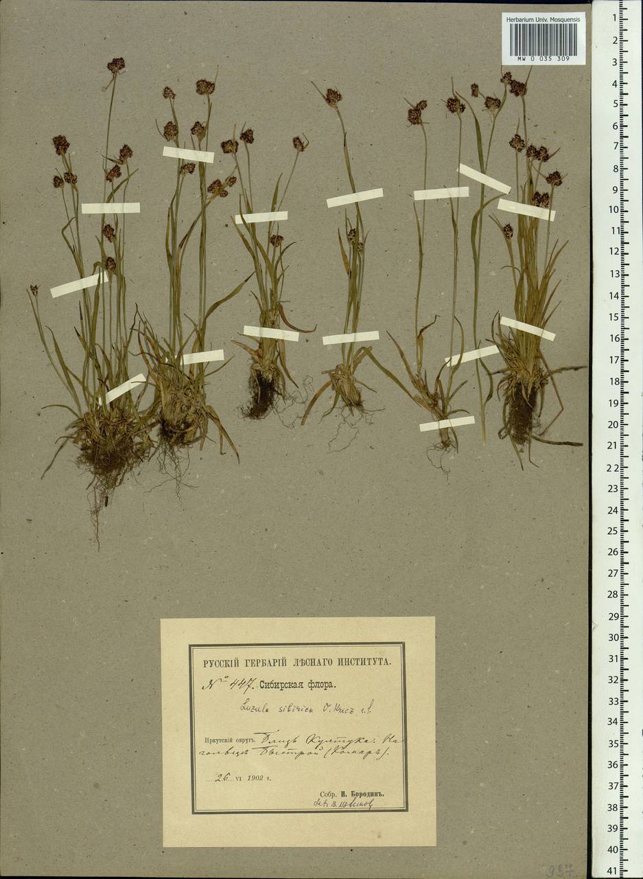 Luzula multiflora subsp. sibirica V.I.Krecz., Siberia, Baikal & Transbaikal region (S4) (Russia)