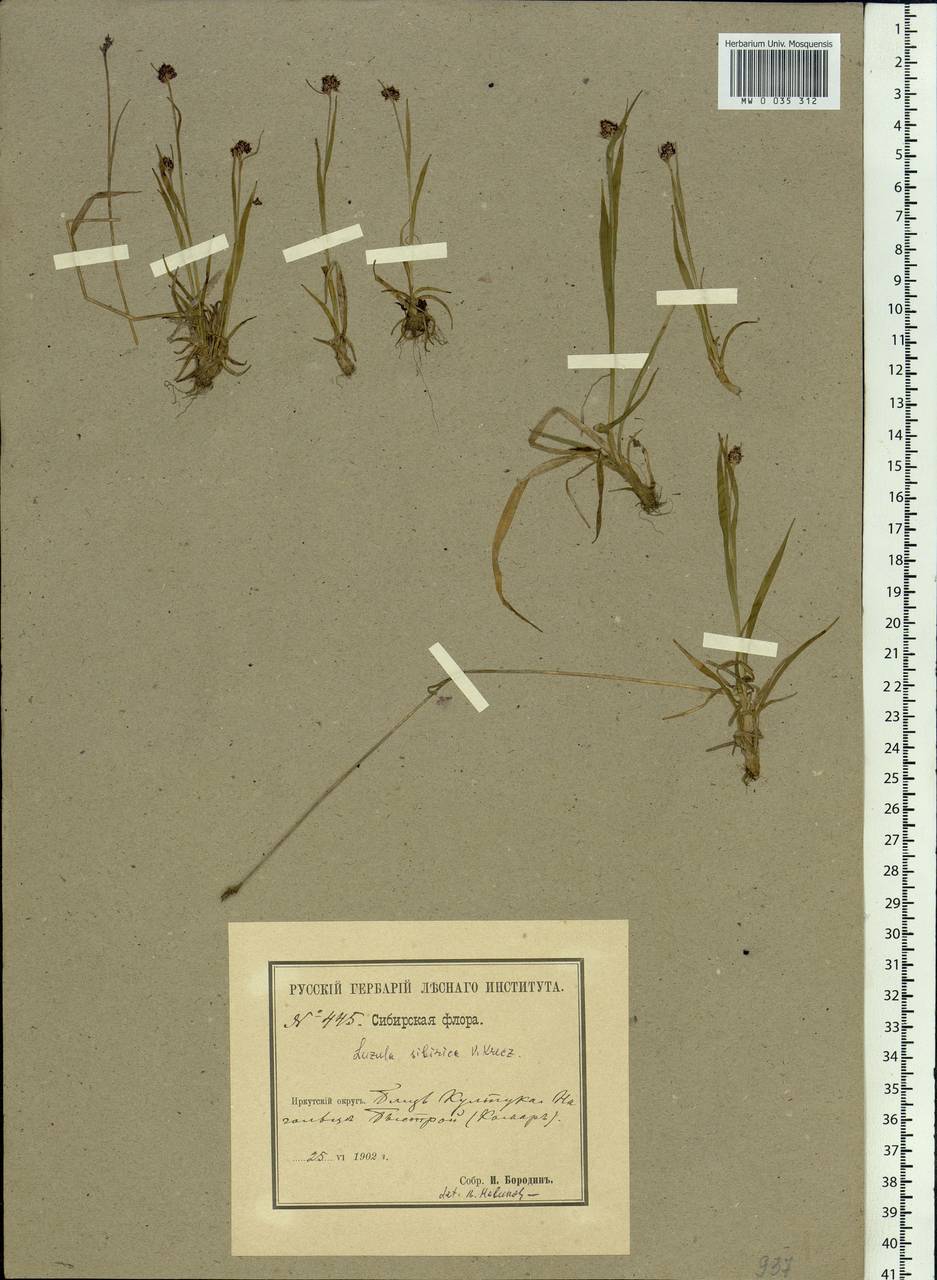 Luzula multiflora subsp. sibirica V.I.Krecz., Siberia, Baikal & Transbaikal region (S4) (Russia)