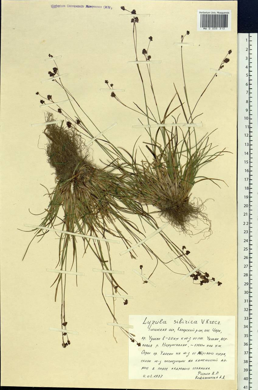 Luzula multiflora subsp. sibirica V.I.Krecz., Siberia, Baikal & Transbaikal region (S4) (Russia)