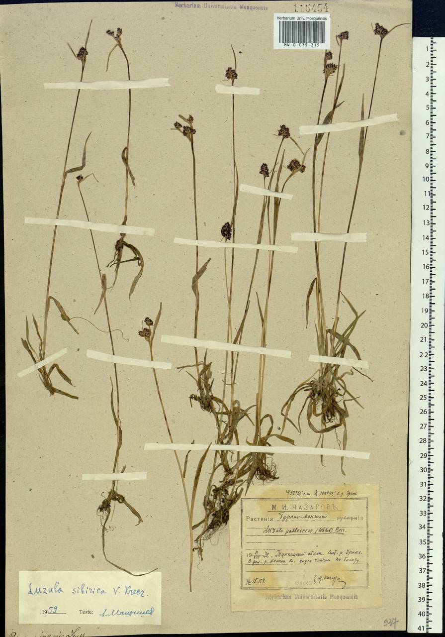 Luzula multiflora subsp. sibirica V.I.Krecz., Siberia, Baikal & Transbaikal region (S4) (Russia)