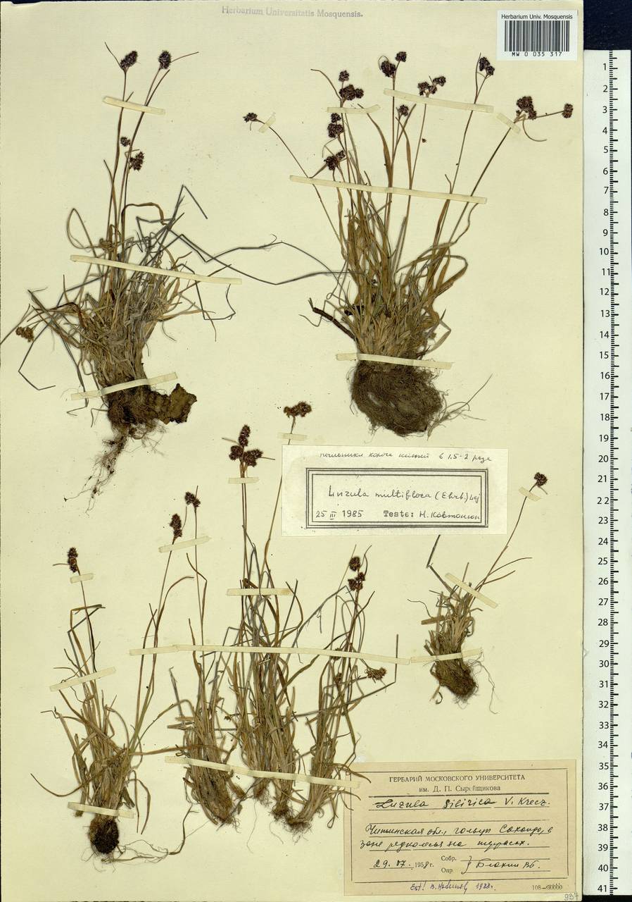 Luzula multiflora subsp. sibirica V.I.Krecz., Siberia, Baikal & Transbaikal region (S4) (Russia)