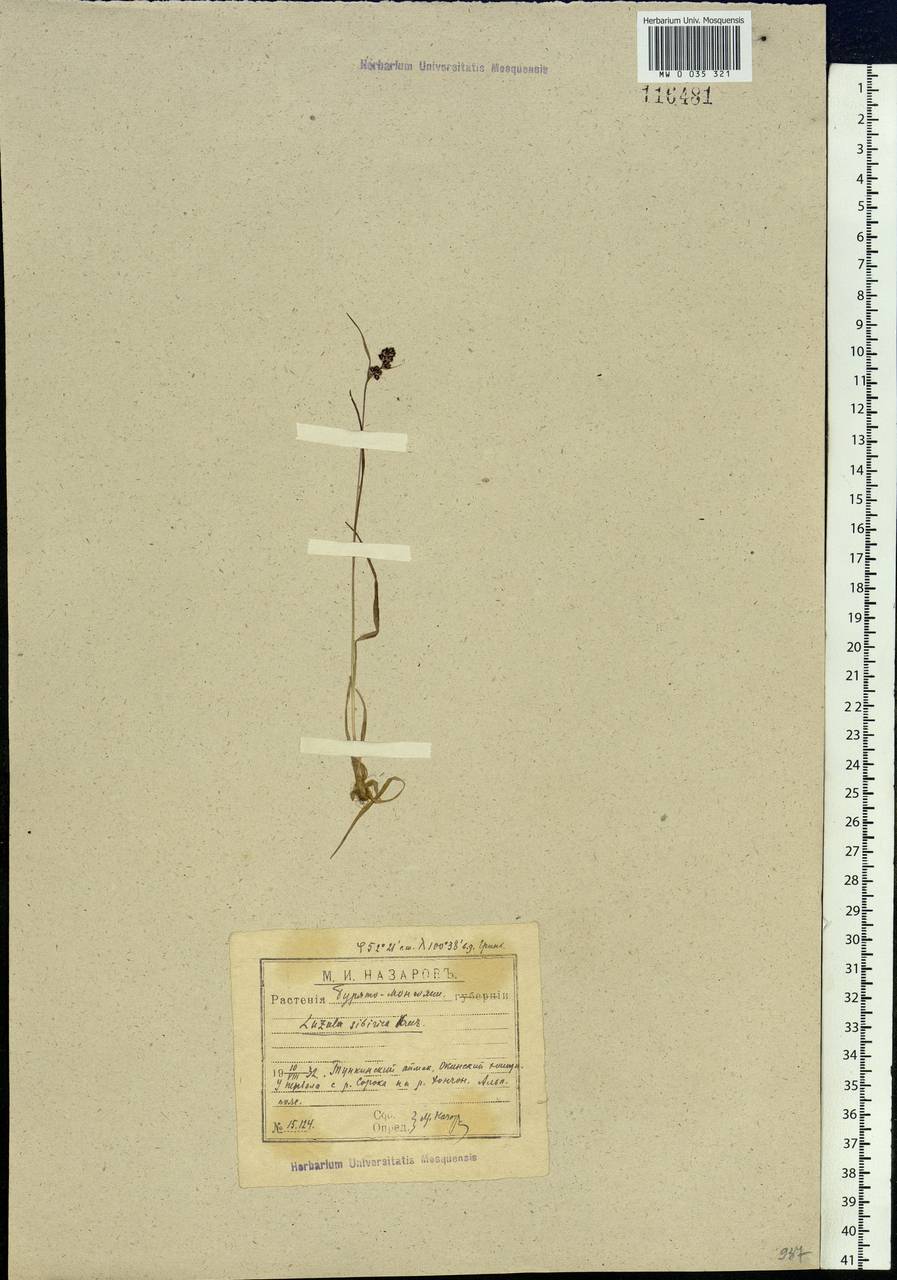 Luzula multiflora subsp. sibirica V.I.Krecz., Siberia, Baikal & Transbaikal region (S4) (Russia)