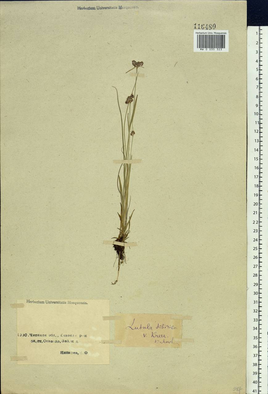 Luzula multiflora subsp. sibirica V.I.Krecz., Siberia, Baikal & Transbaikal region (S4) (Russia)