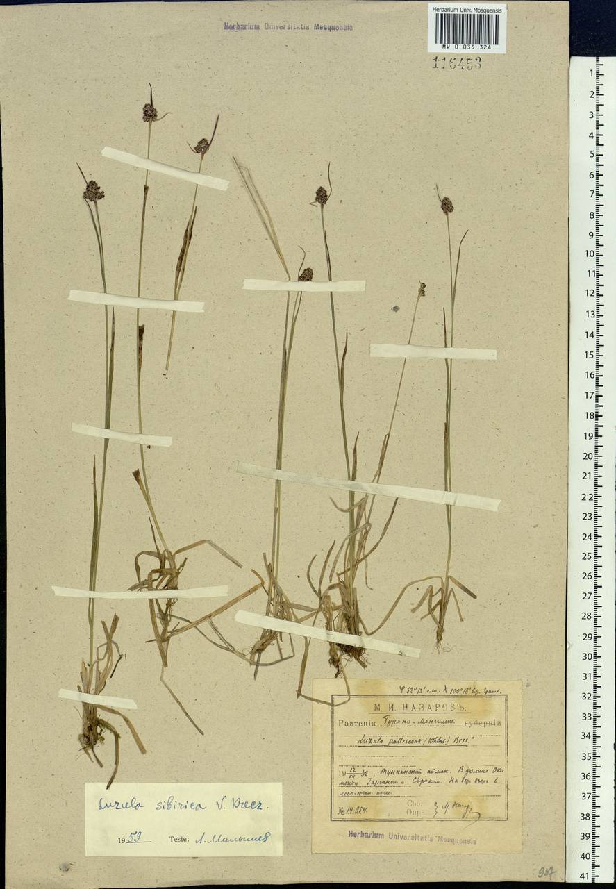 Luzula multiflora subsp. sibirica V.I.Krecz., Siberia, Baikal & Transbaikal region (S4) (Russia)