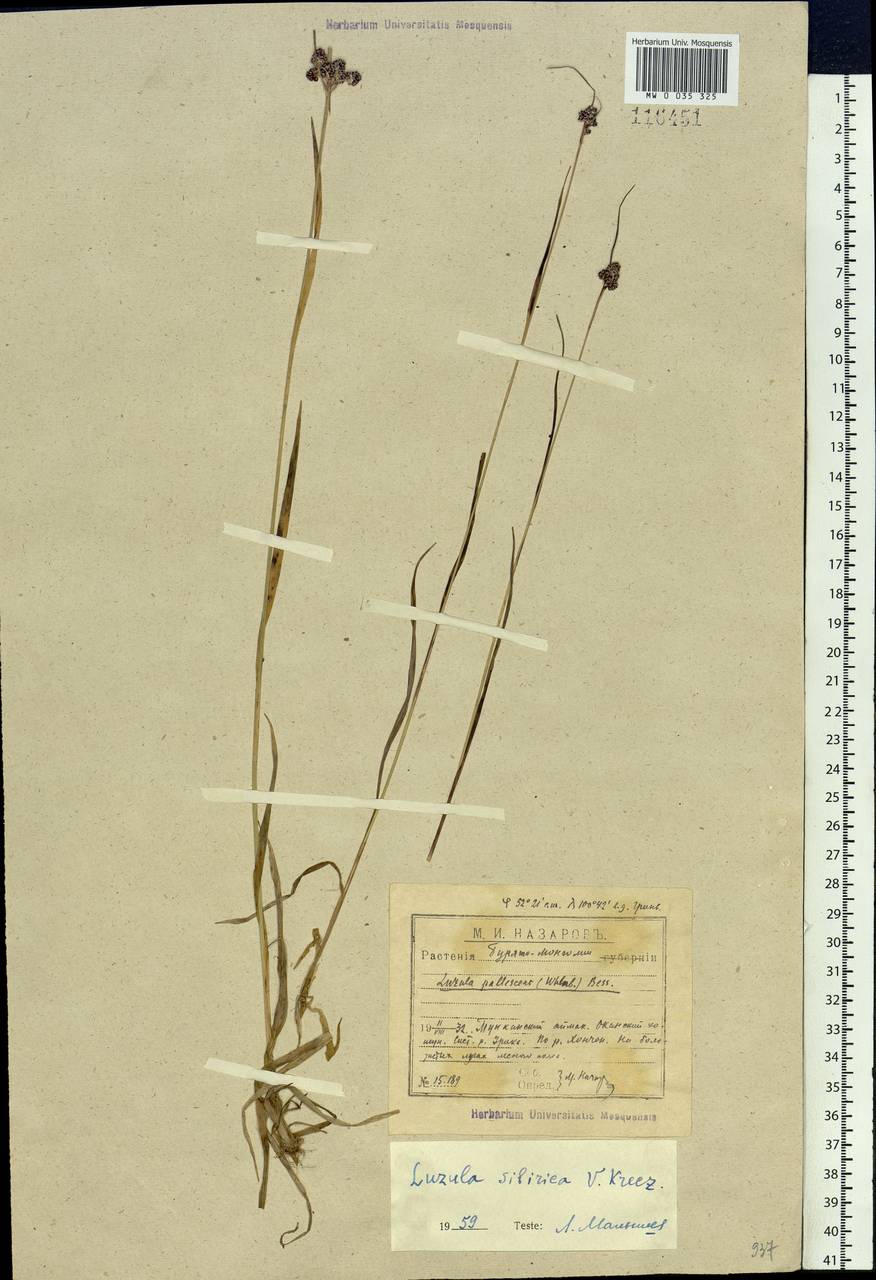 Luzula multiflora subsp. sibirica V.I.Krecz., Siberia, Baikal & Transbaikal region (S4) (Russia)