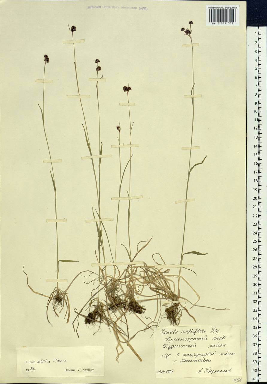 Luzula multiflora subsp. sibirica V.I.Krecz., Siberia, Central Siberia (S3) (Russia)