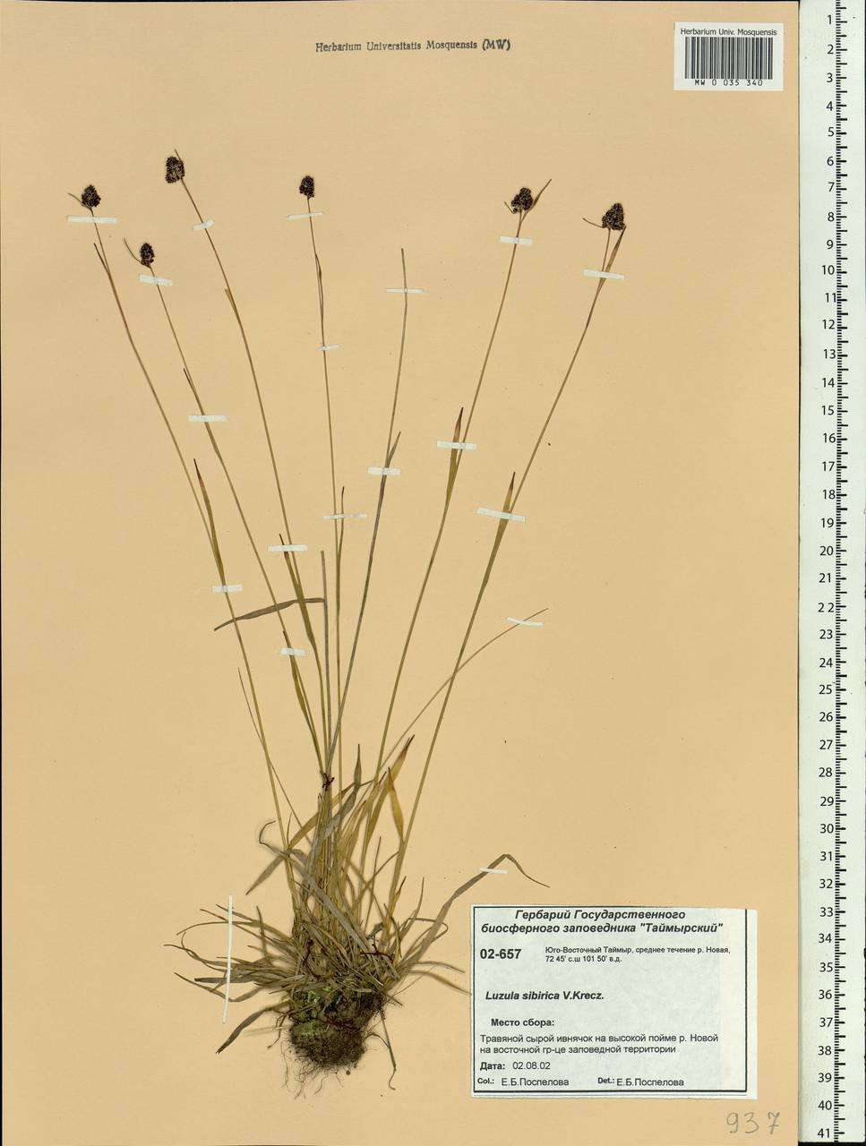 Luzula multiflora subsp. sibirica V. I. Krecz., Siberia, Central Siberia (S3) (Russia)