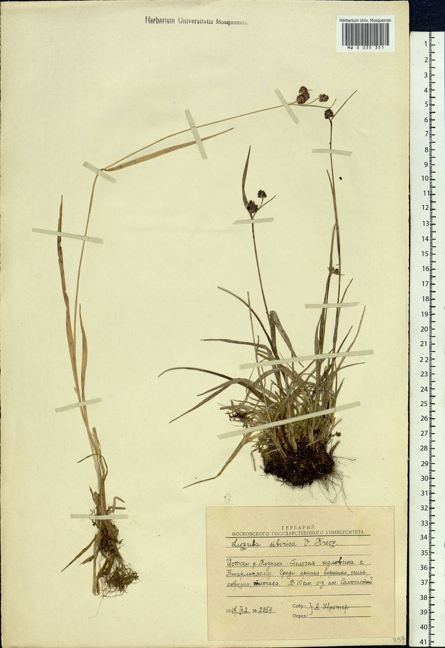 Luzula multiflora subsp. sibirica V.I.Krecz., Siberia, Altai & Sayany Mountains (S2) (Russia)