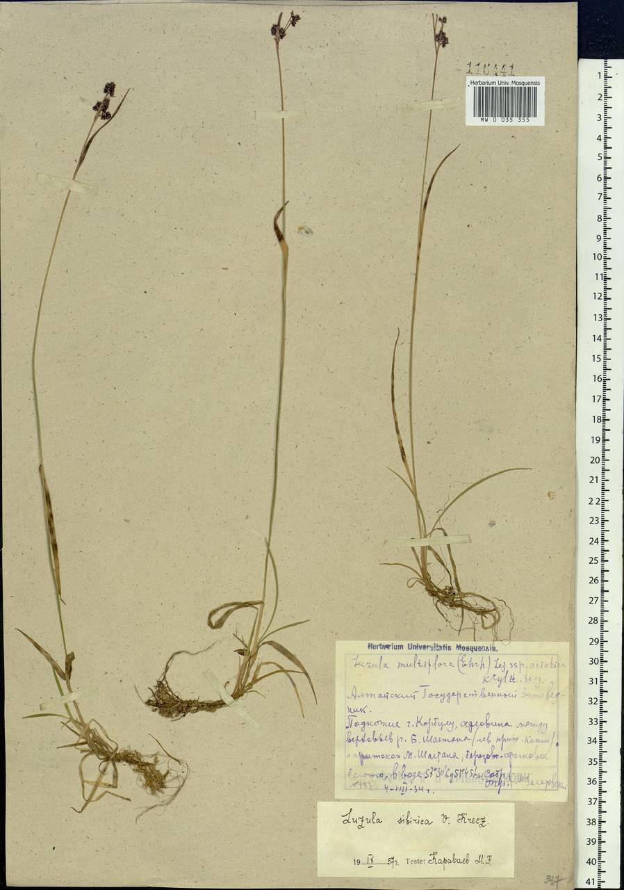Luzula multiflora subsp. sibirica V.I.Krecz., Siberia, Altai & Sayany Mountains (S2) (Russia)