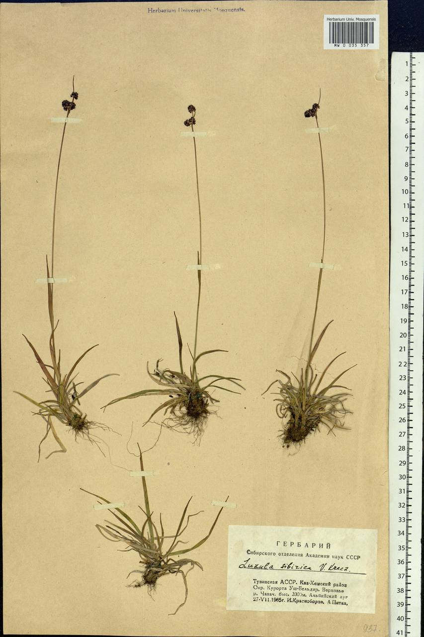 Luzula multiflora subsp. sibirica V.I.Krecz., Siberia, Altai & Sayany Mountains (S2) (Russia)