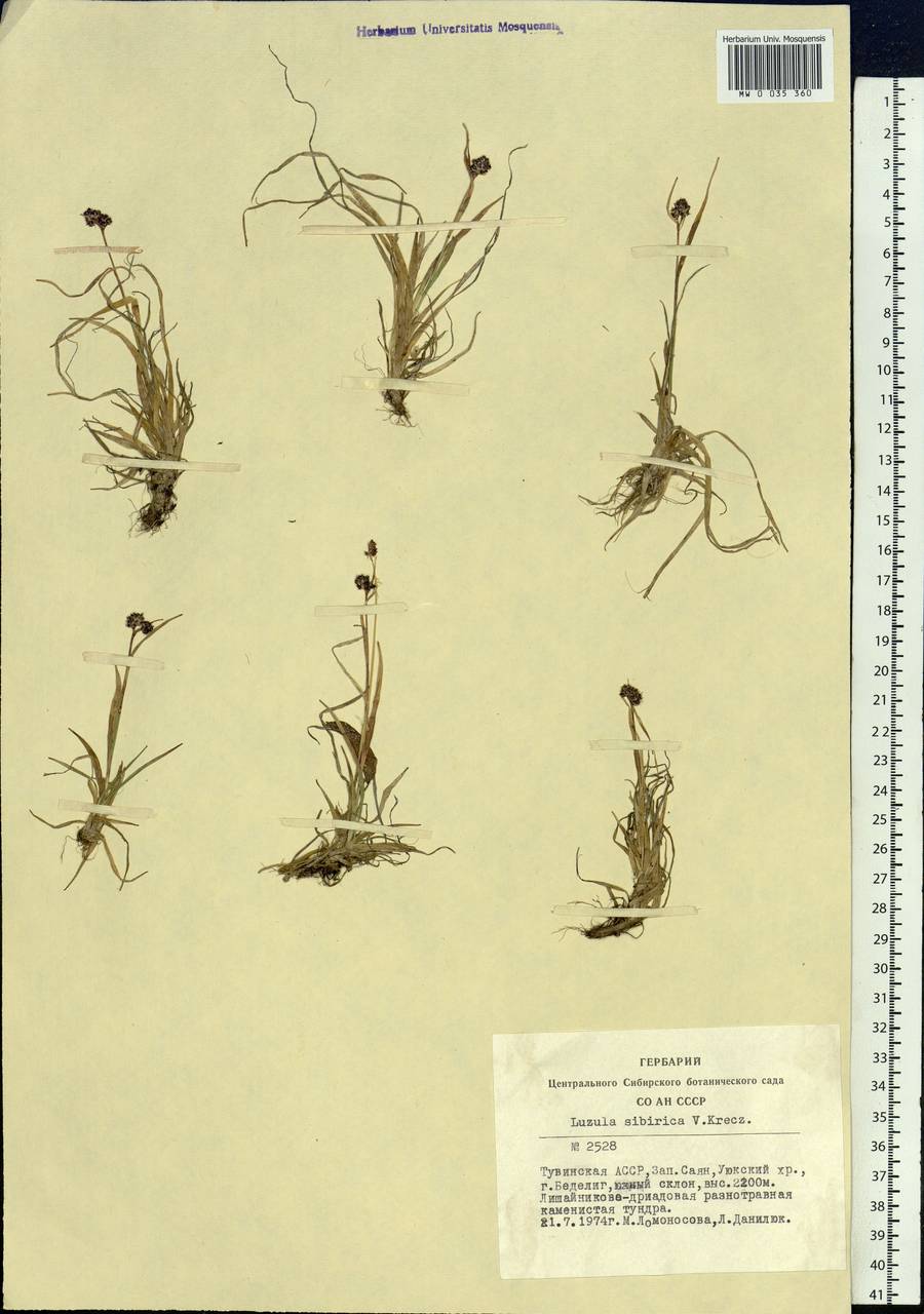 Luzula multiflora subsp. sibirica V.I.Krecz., Siberia, Altai & Sayany Mountains (S2) (Russia)