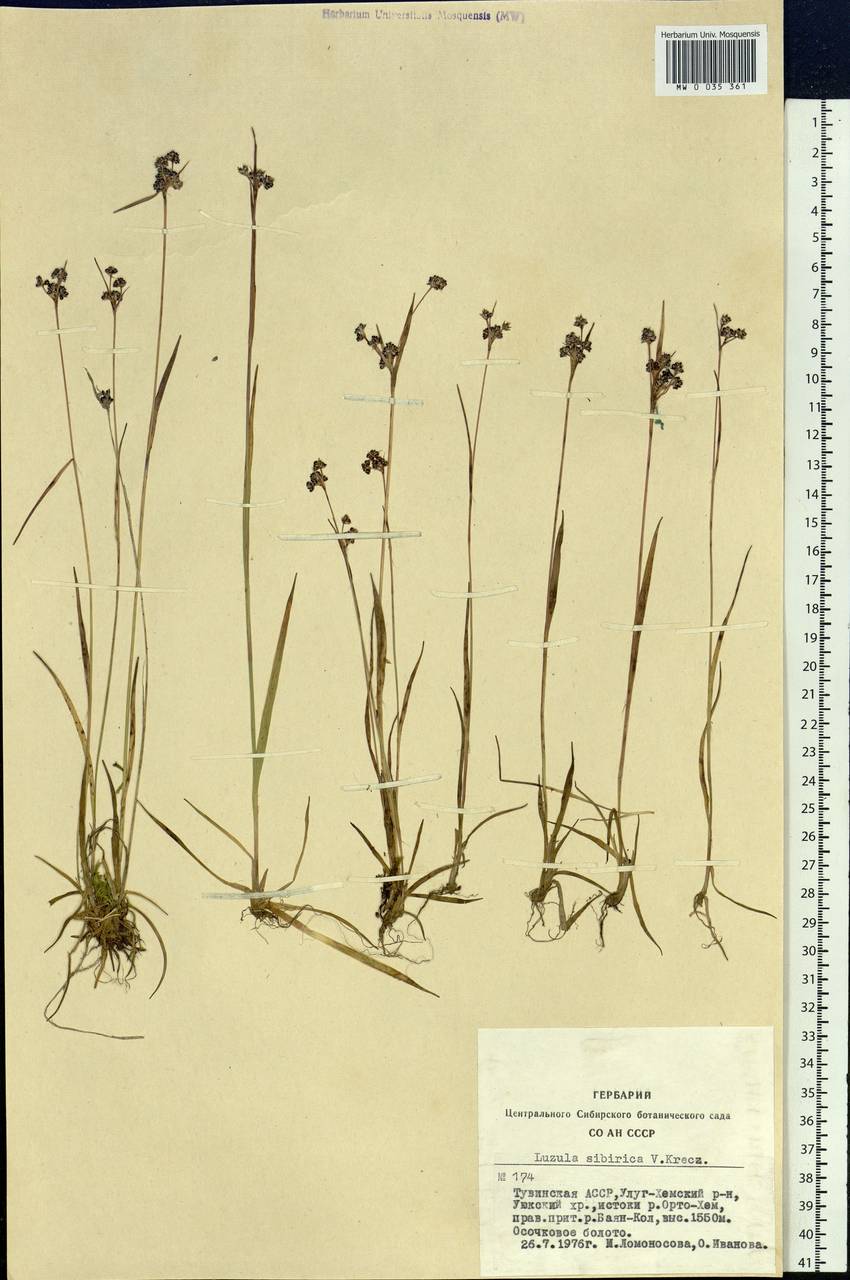Luzula multiflora subsp. sibirica V.I.Krecz., Siberia, Altai & Sayany Mountains (S2) (Russia)