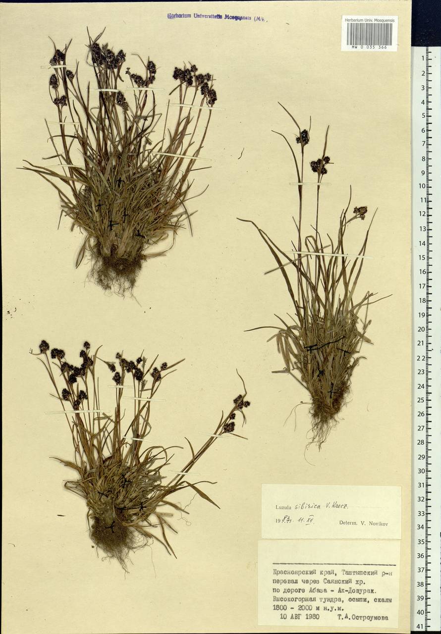 Luzula multiflora subsp. sibirica V.I.Krecz., Siberia, Altai & Sayany Mountains (S2) (Russia)